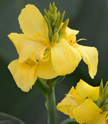 Canna 'Toucan Yellow', Indian Shot 'Toucan Yellow', Cana Lily 'Toucan Yellow, Canna Lily Canna lilies, Yellow Canna Lilies, Yellow Flowers